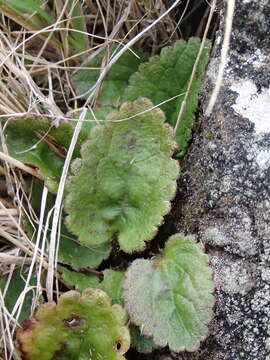 Imagem de Ourisia macrophylla subsp. lactea (L. B. Moore) Meudt