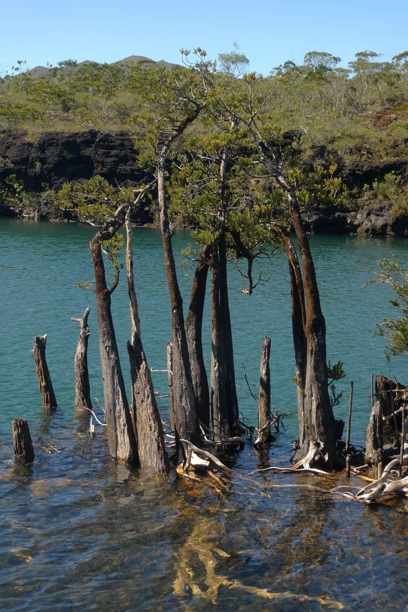 Image of New Caledonia retrophyllum