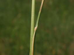 Image of Festuca rupicola Heuff.