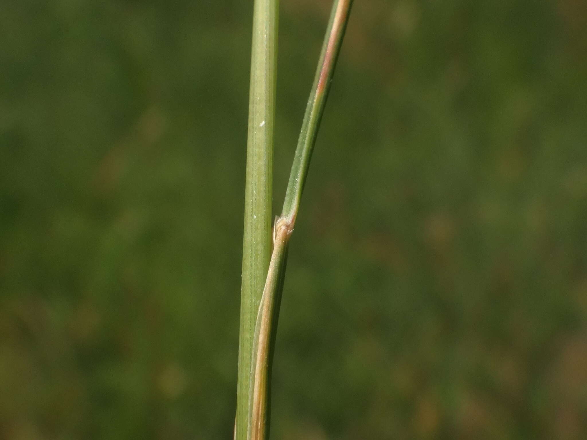 Image of Festuca rupicola Heuff.