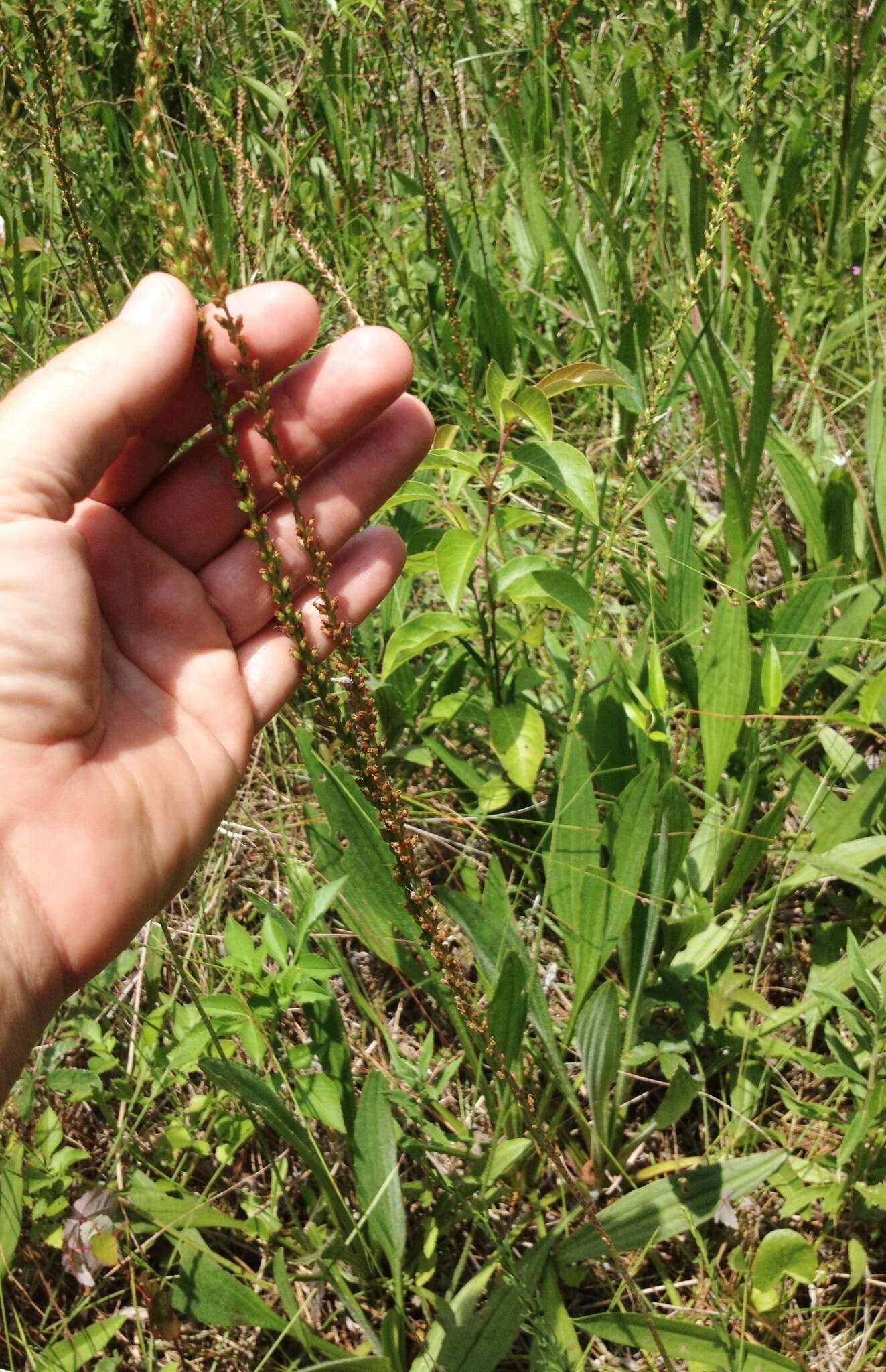 صورة Plantago sparsiflora Michx.