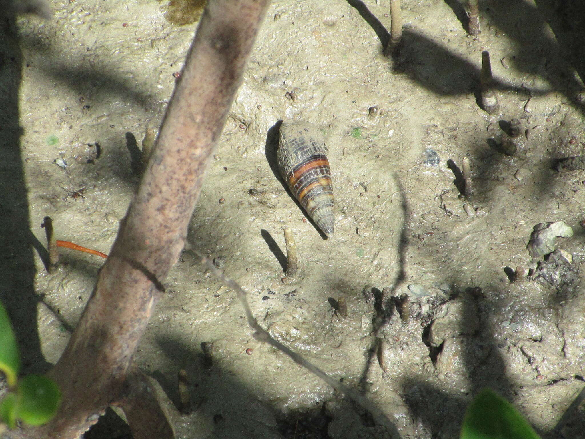 Sivun Terebralia palustris (Linnaeus 1767) kuva