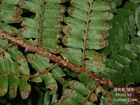 Image of Dryopteris apiciflora (Wall. ex Mett.) O. Kuntze