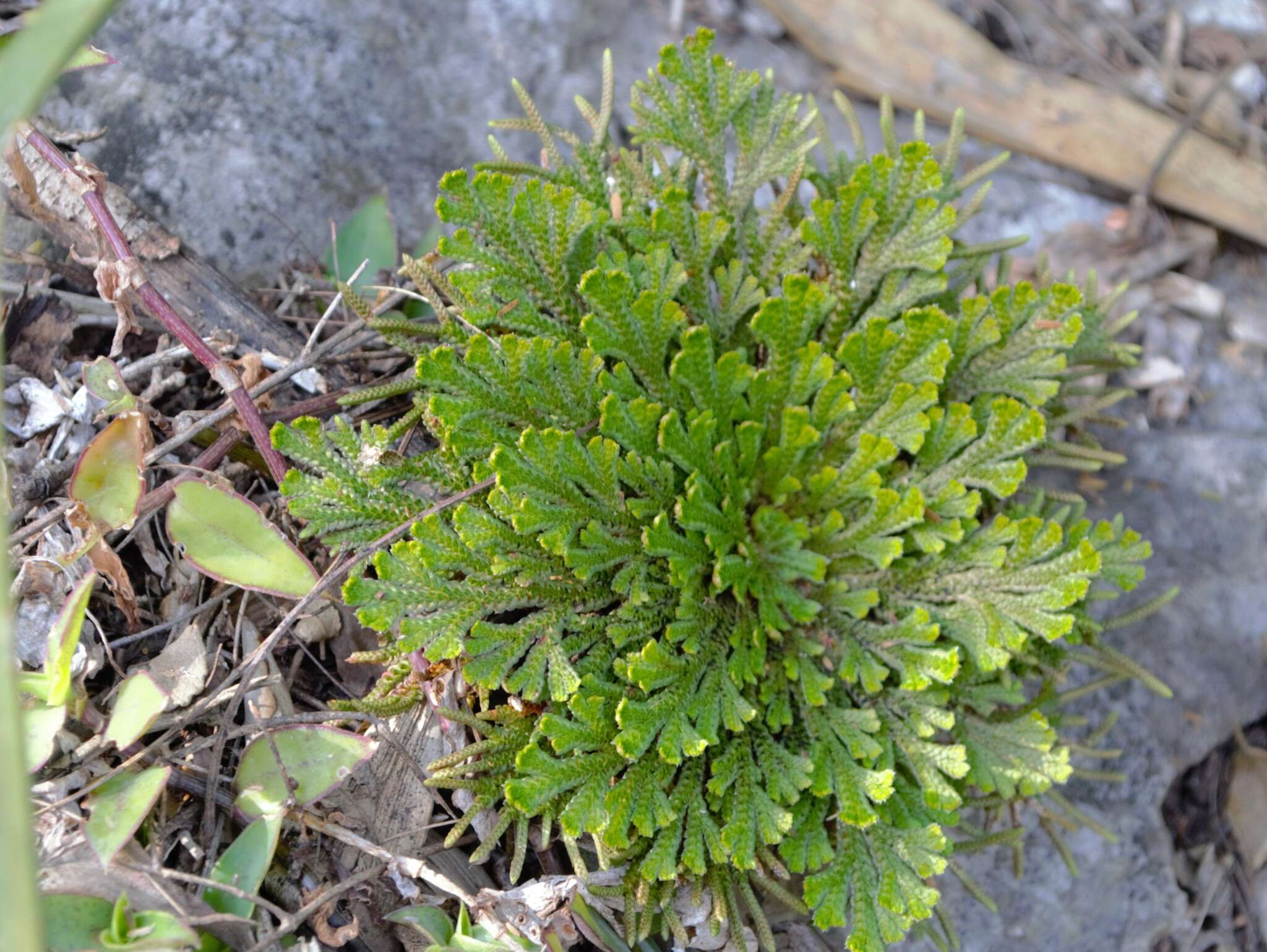 Image of Selaginella novoleonensis Hieron.