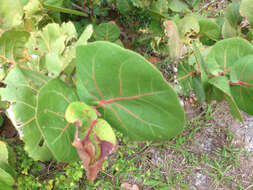 Coccoloba uvifera (L.) L. resmi