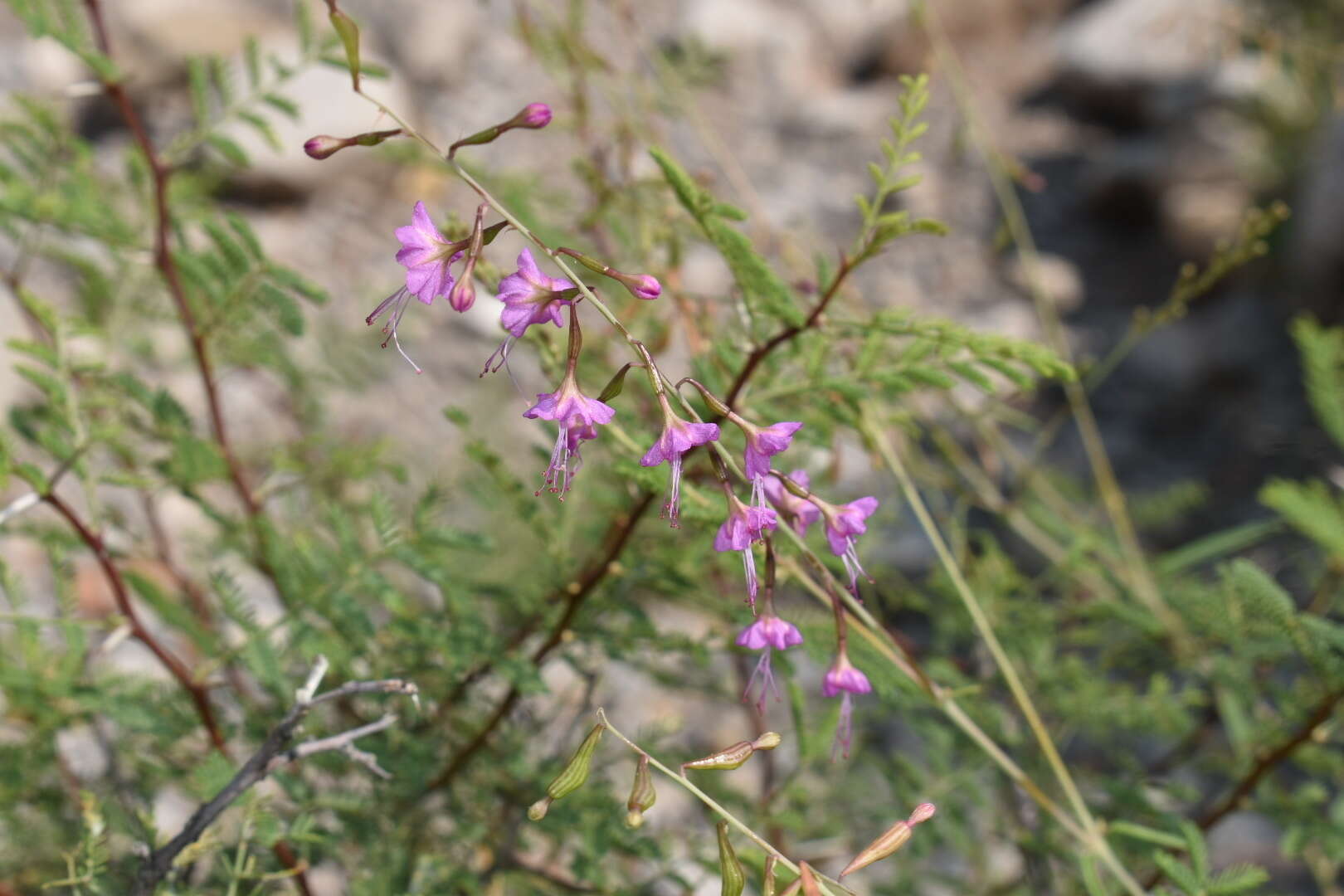 Image of red cyphomeris