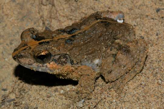 Image de Mantidactylus bellyi Mocquard 1895