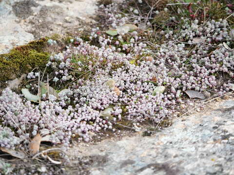 Image of Sedum brevifolium DC.