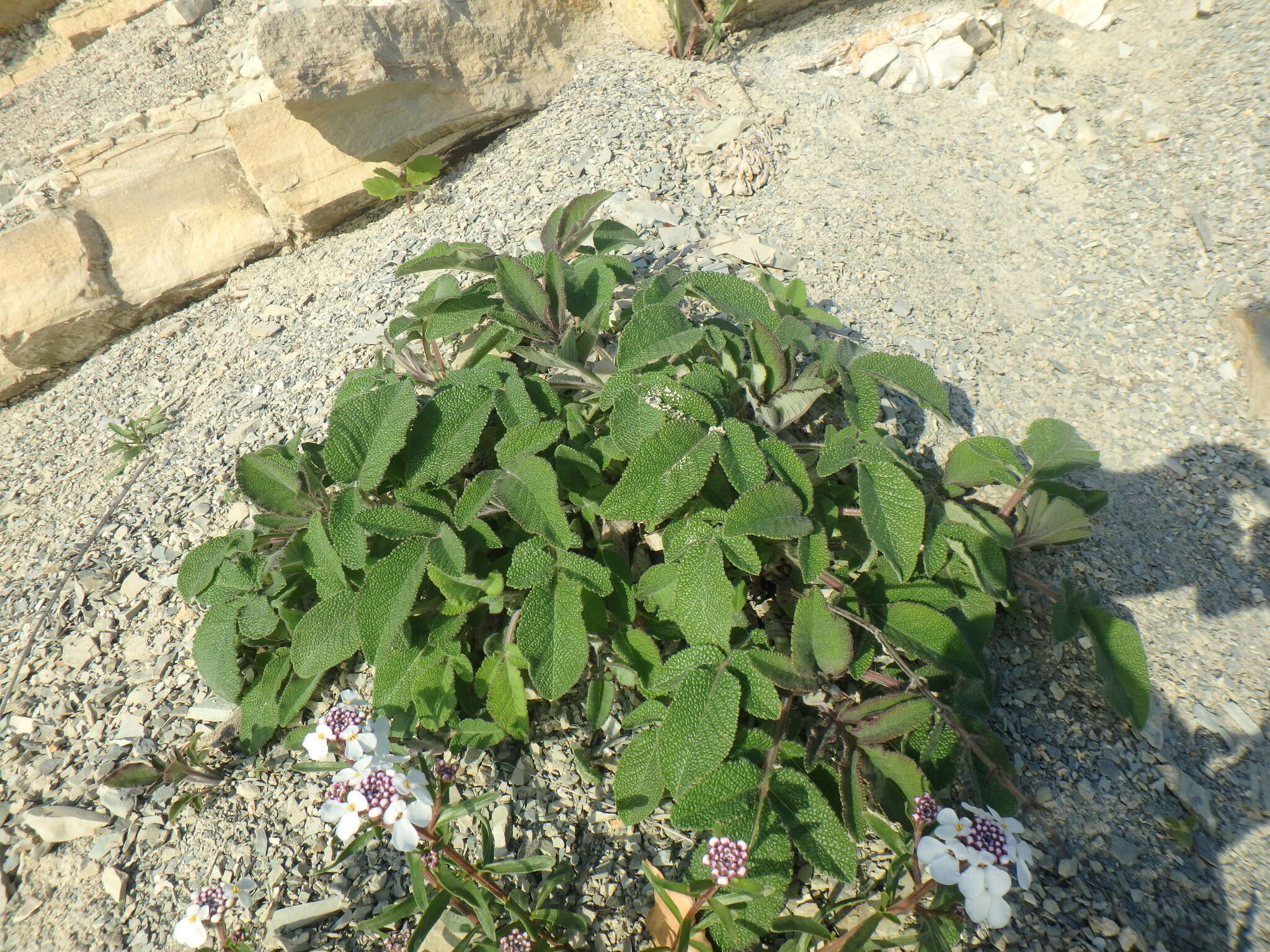 Image of Salvia ringens Sm.