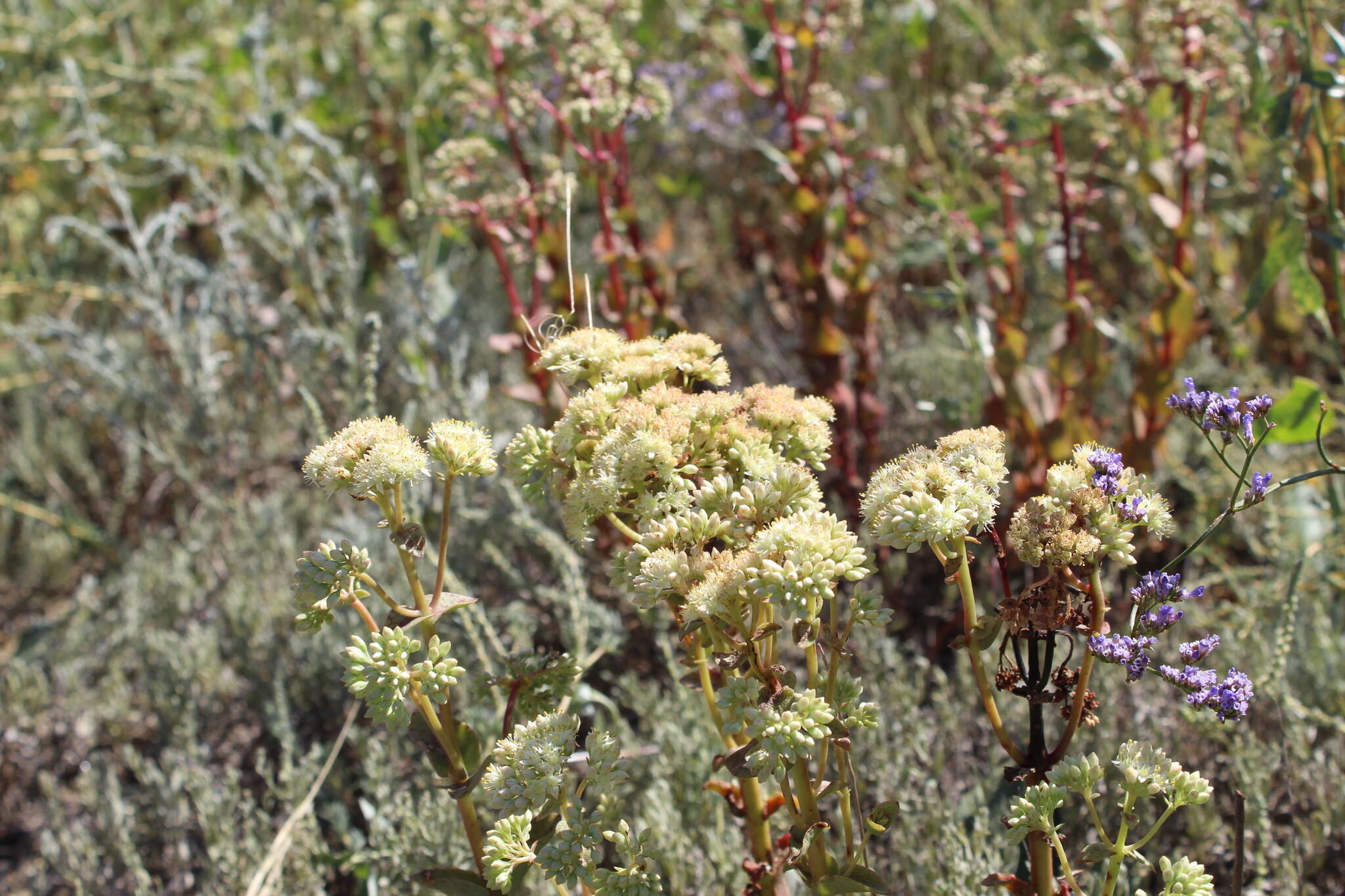 Image of Hylotelephium telephium subsp. ruprechtii (Jalas) H. Ohba