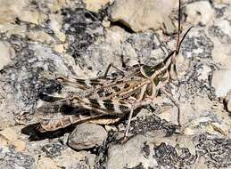 Image of Acrolophitus maculipennis (Scudder & S. H. 1890)