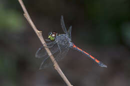 Image de Agrionoptera insignis (Rambur 1842)