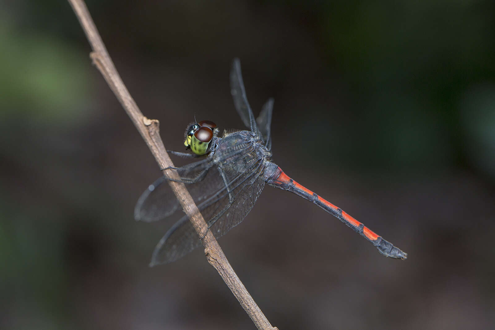 Image of Agrionoptera insignis (Rambur 1842)