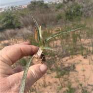 Слика од Ledebouria macowanii (Baker) S. Venter