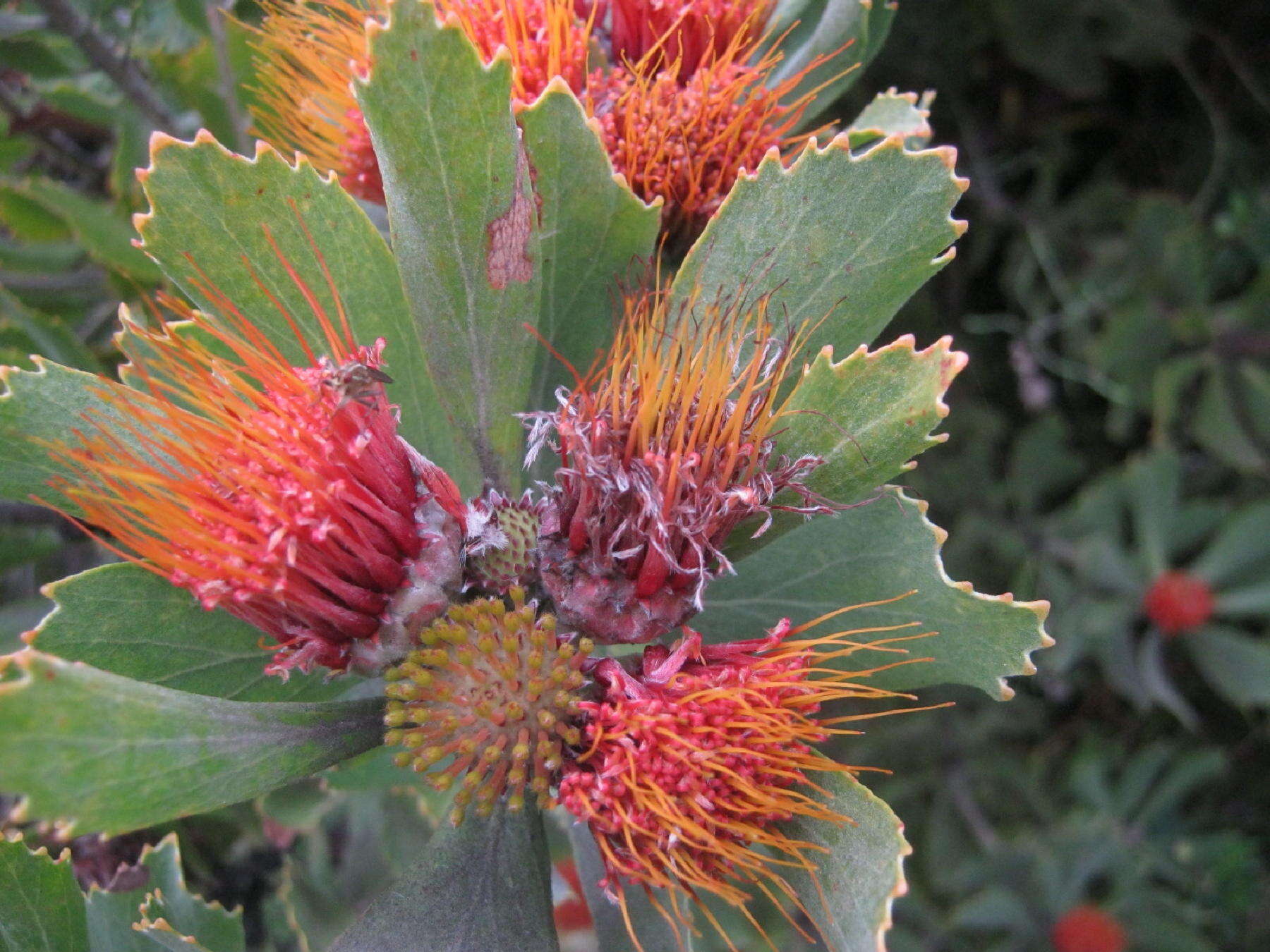 Image of Leucospermum mundii Meissn.