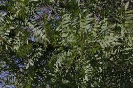 Image of Northern California Black Walnut