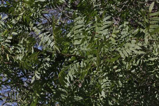 Image de Juglans californica S. Wats.