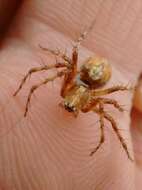 Image of Western Lynx Spider