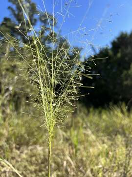 Image of plains lovegrass