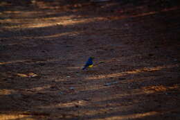 Image of Orange-breasted Bunting