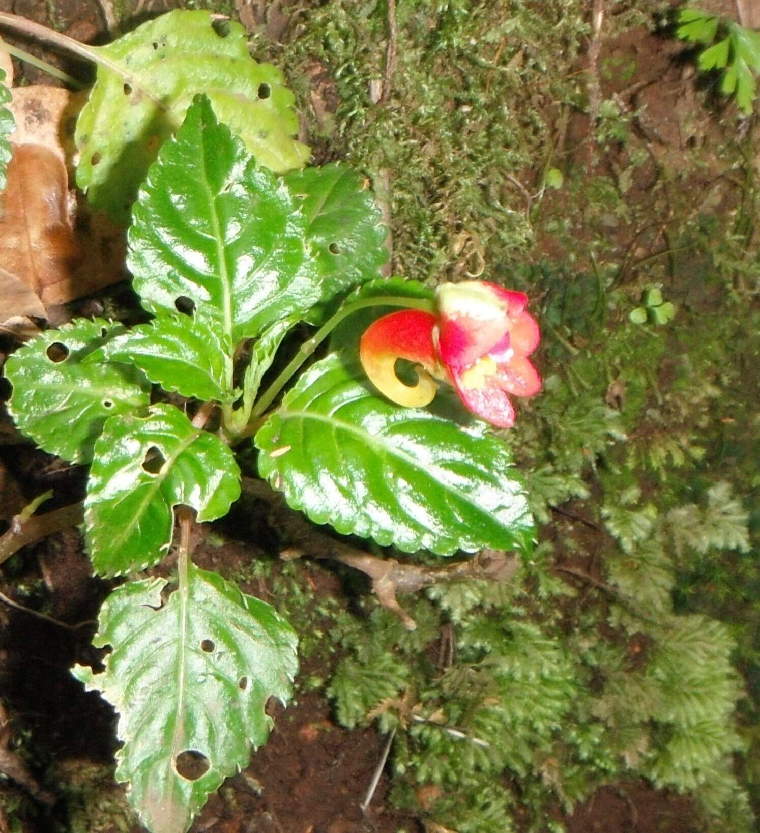 Image of Impatiens kilimanjari Oliver