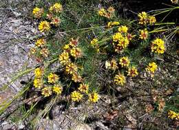 Image of Pultenaea stipularis Sm.