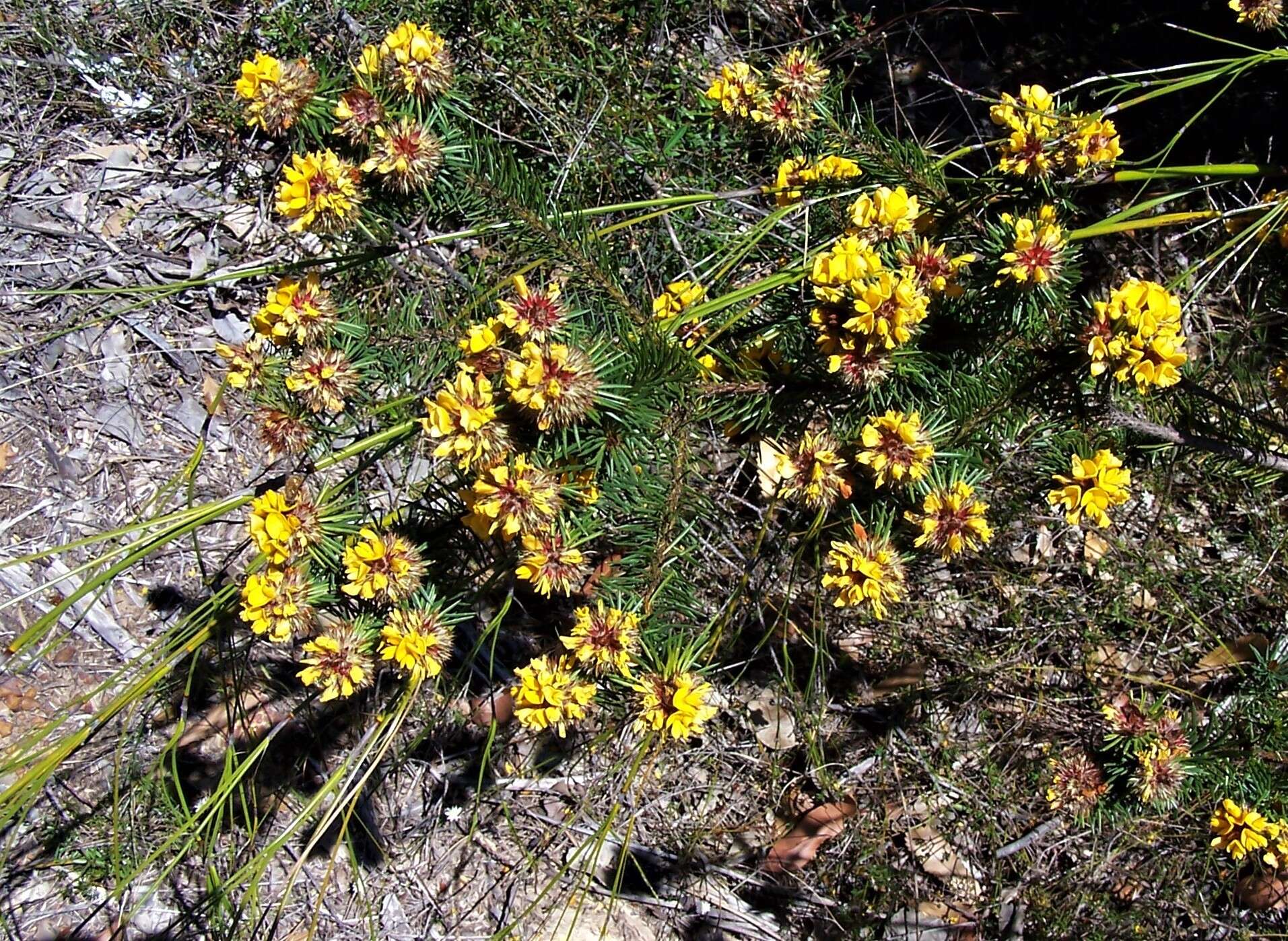 Image of Pultenaea stipularis Sm.