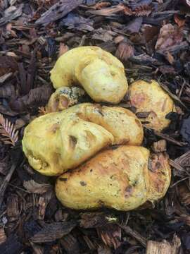 Image of Buchwaldoboletus sphaerocephalus (Barla) Watling & T. H. Li 2004