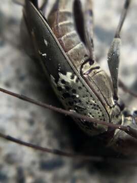 Image of Nyssodrysternum serpentinum (Erichson 1847)