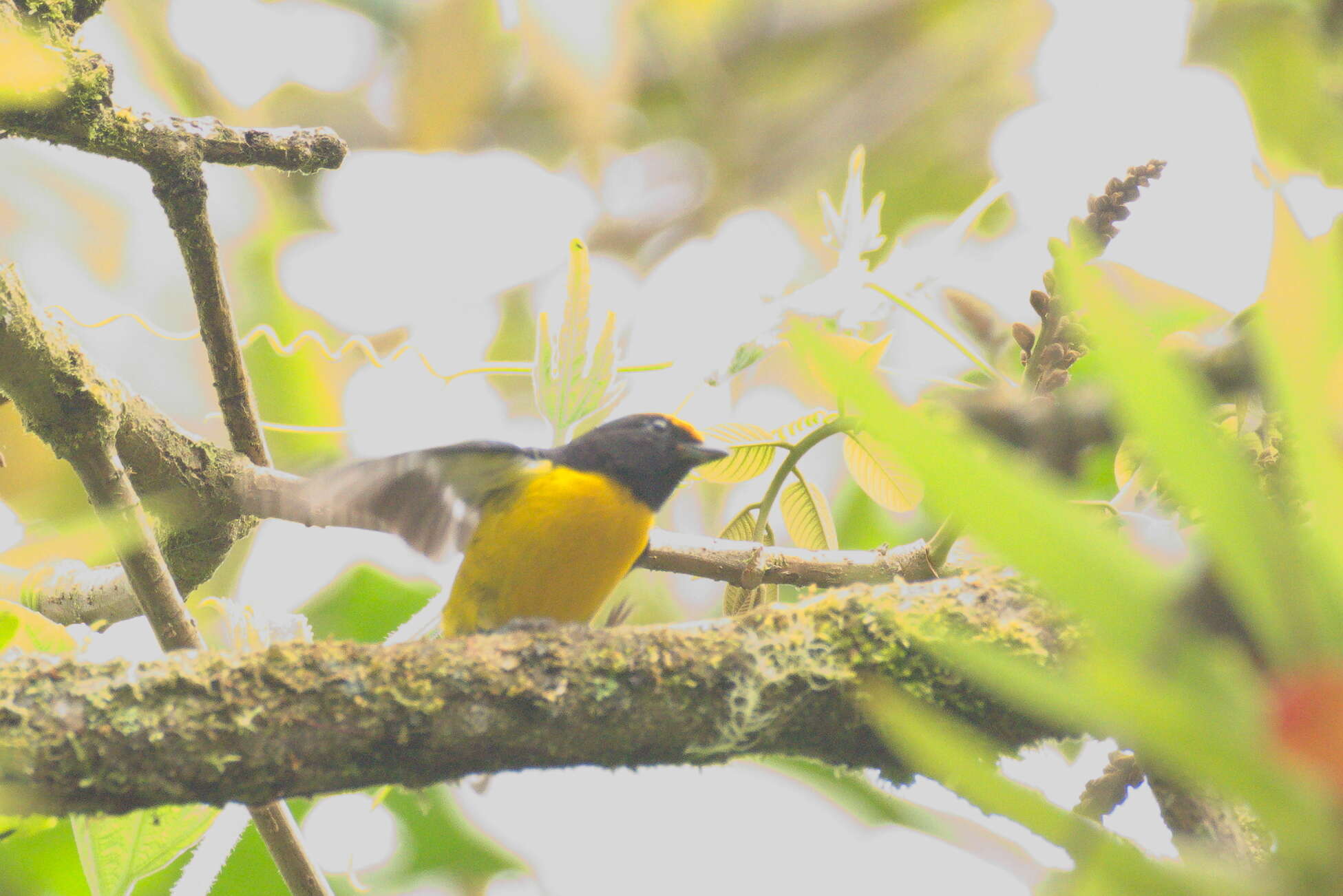 Image of Tawny-capped Euphonia