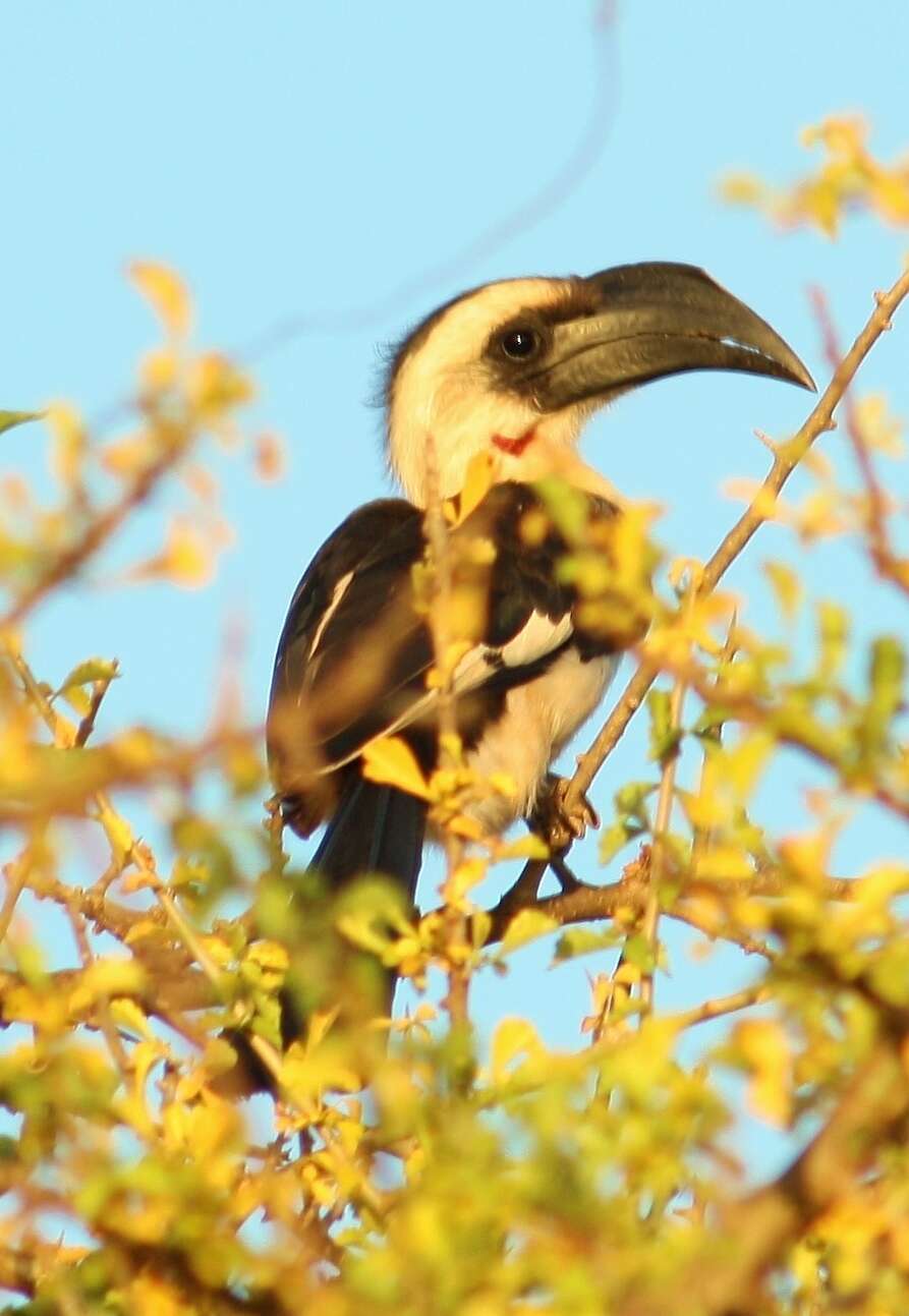 Image of Von der Decken's Hornbill