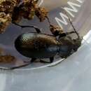 Carabus (Trachycarabus) estreicheri Fischer von Waldheim 1820 resmi