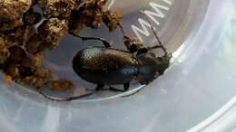 Carabus (Trachycarabus) estreicheri Fischer von Waldheim 1820 resmi