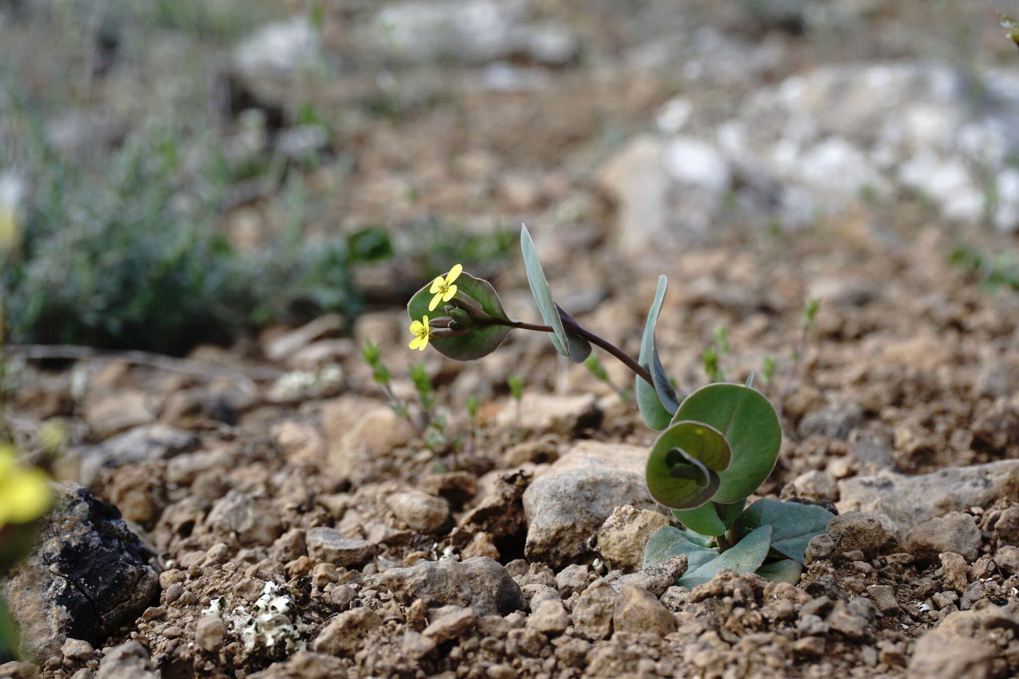 Image of Conringia clavata Boiss.