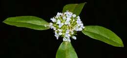 Image of Smooth False Buttonweed