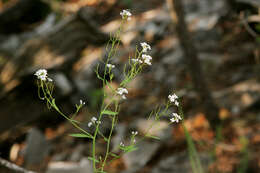 Imagem de Mostacillastrum subauriculatum