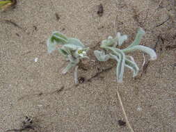 Image of Centella tridentata var. litoralis