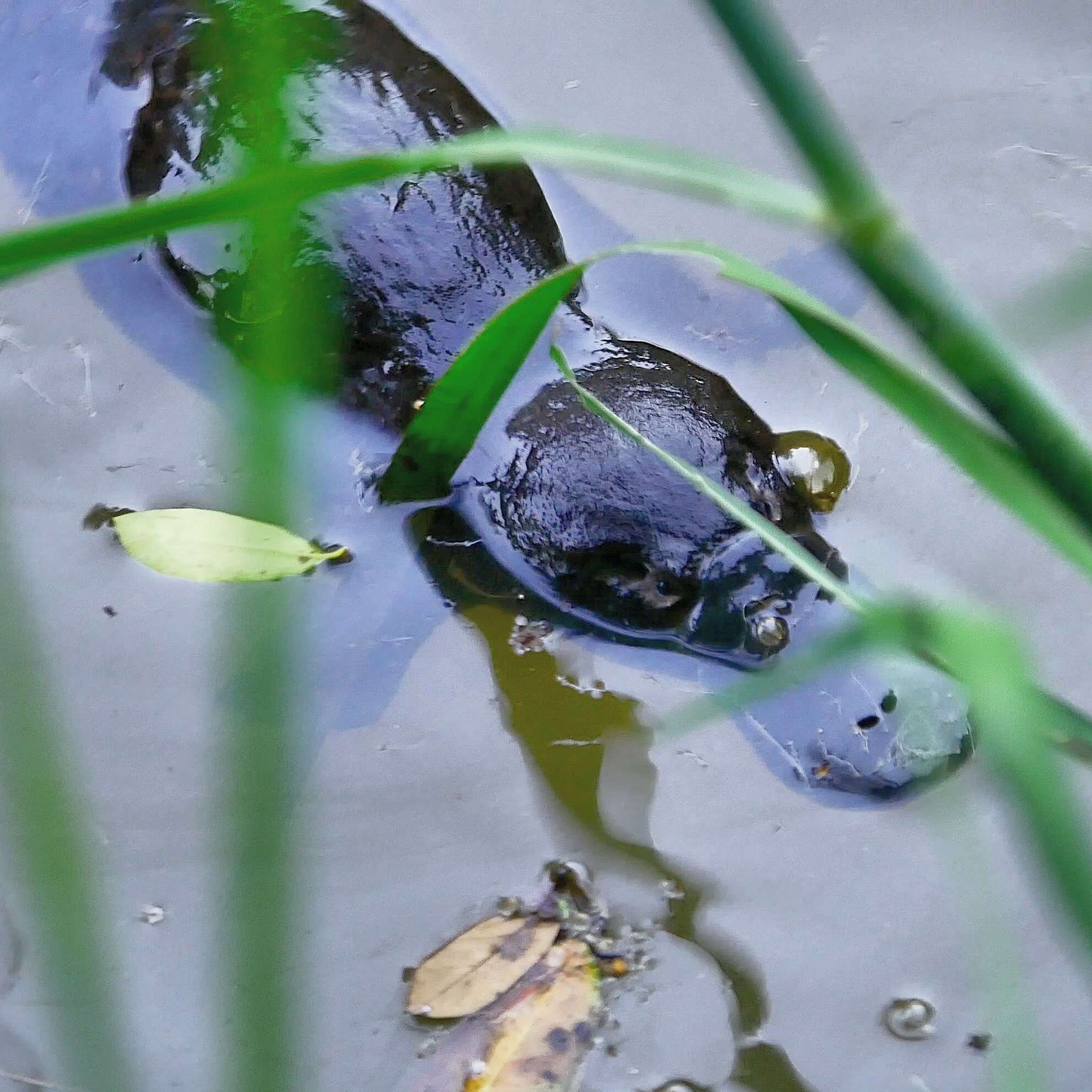 Image of platypus