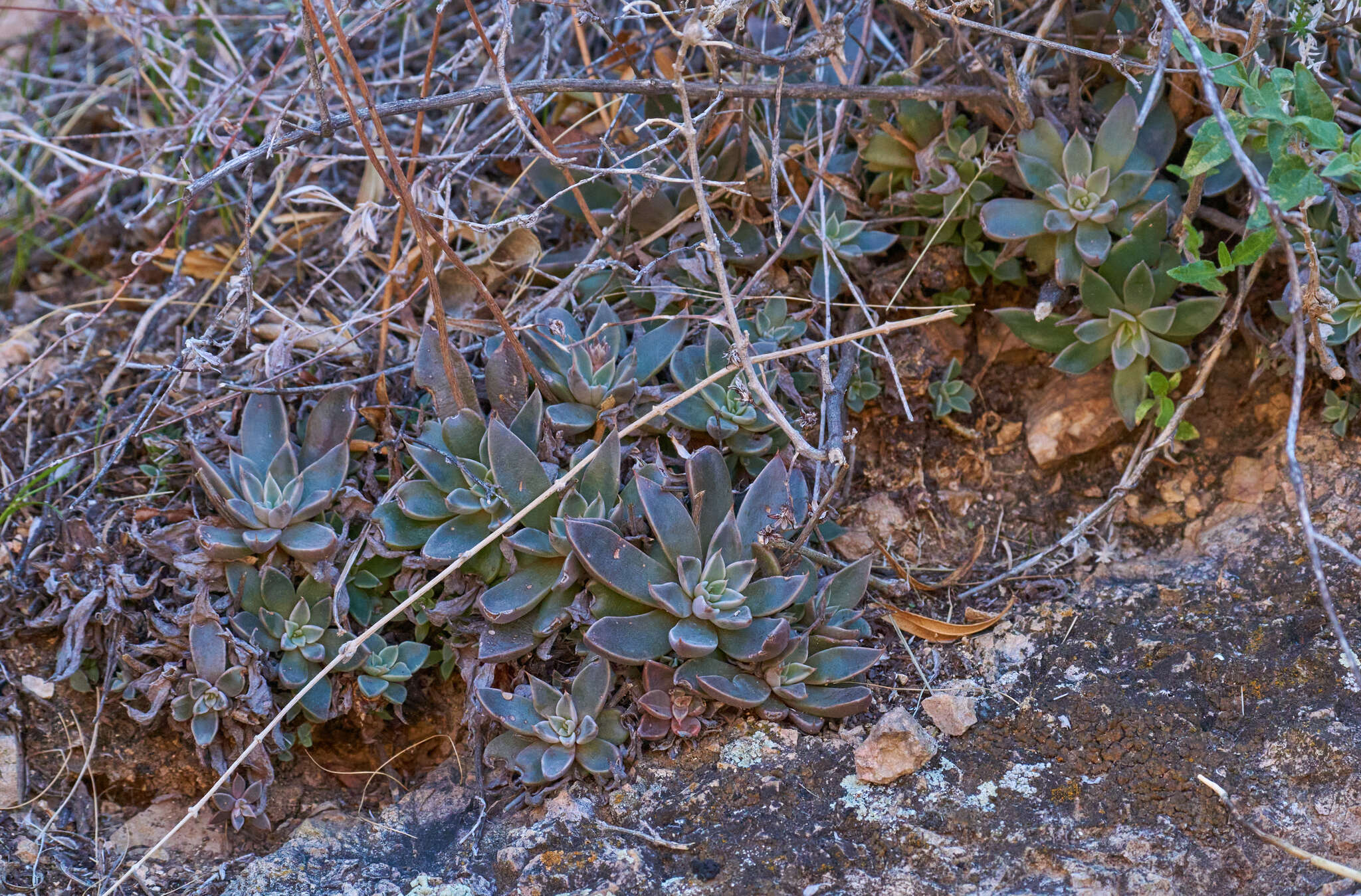 Image of San Francisco River leatherpetal