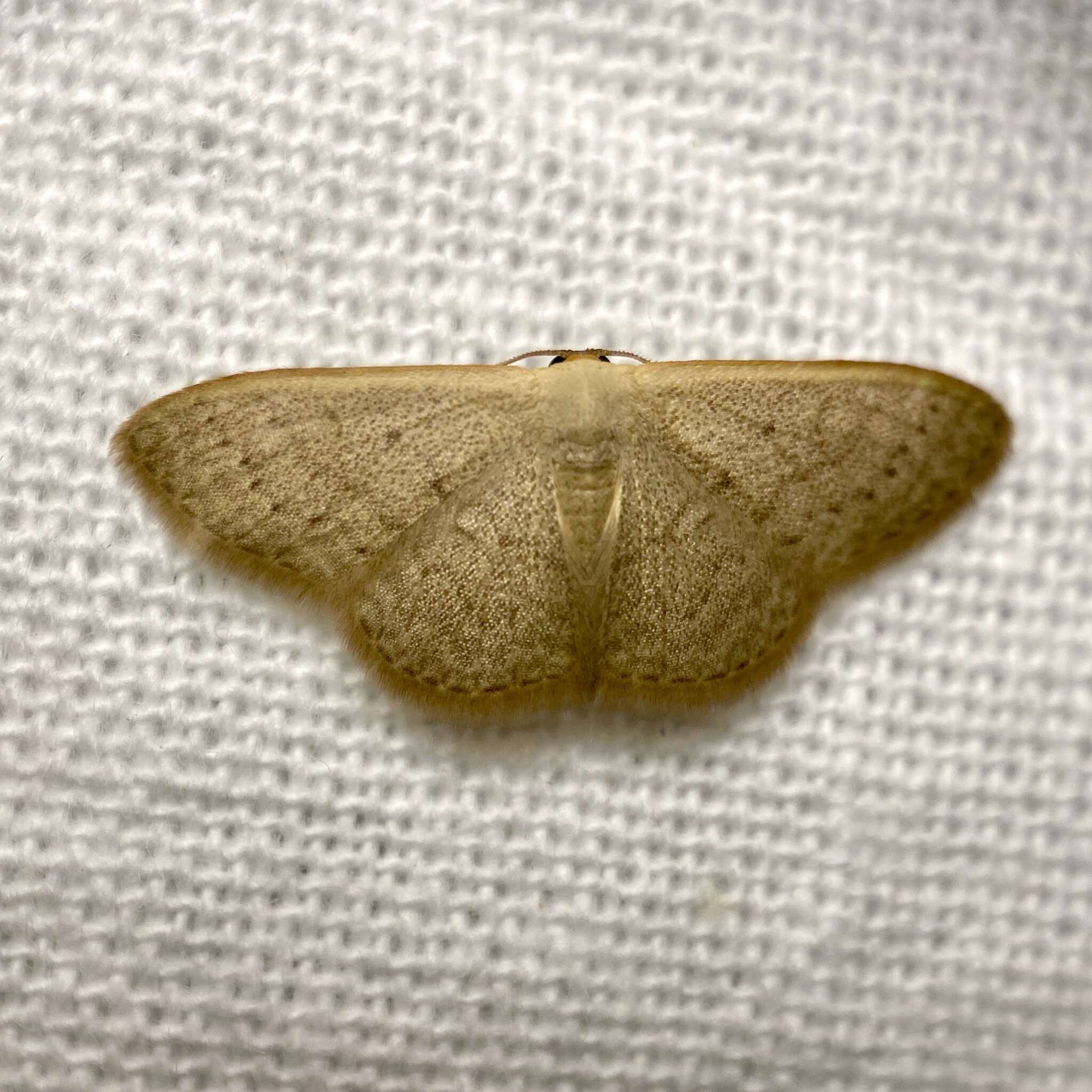 صورة Idaea uniformis Warren 1896