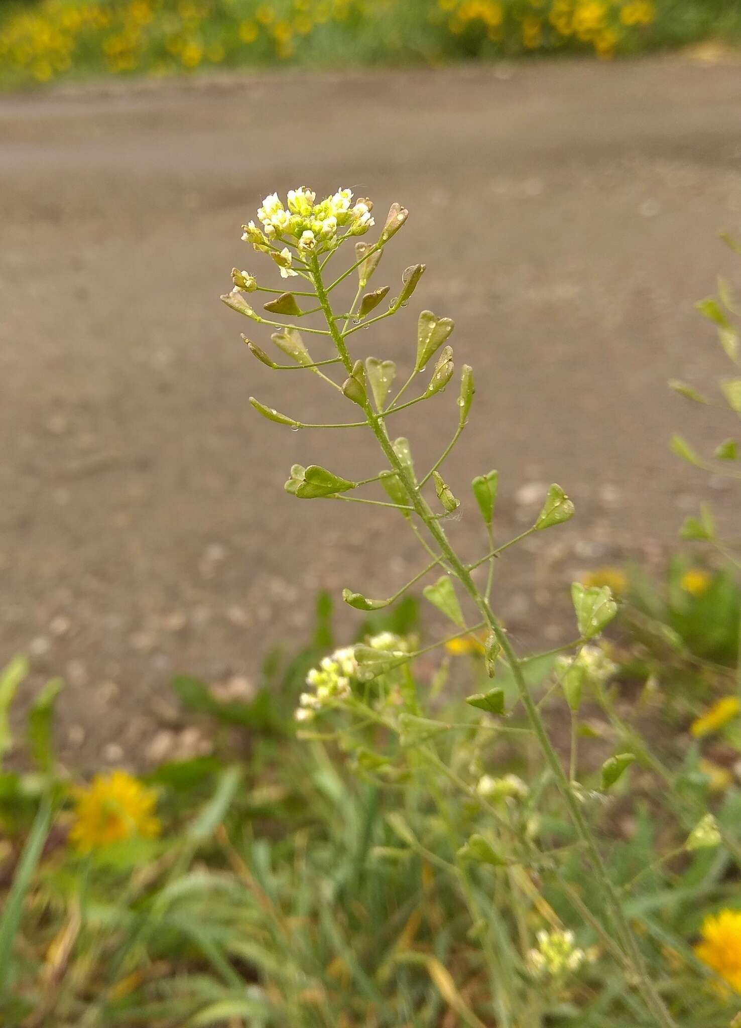 Image of Capsella orientalis Klokov