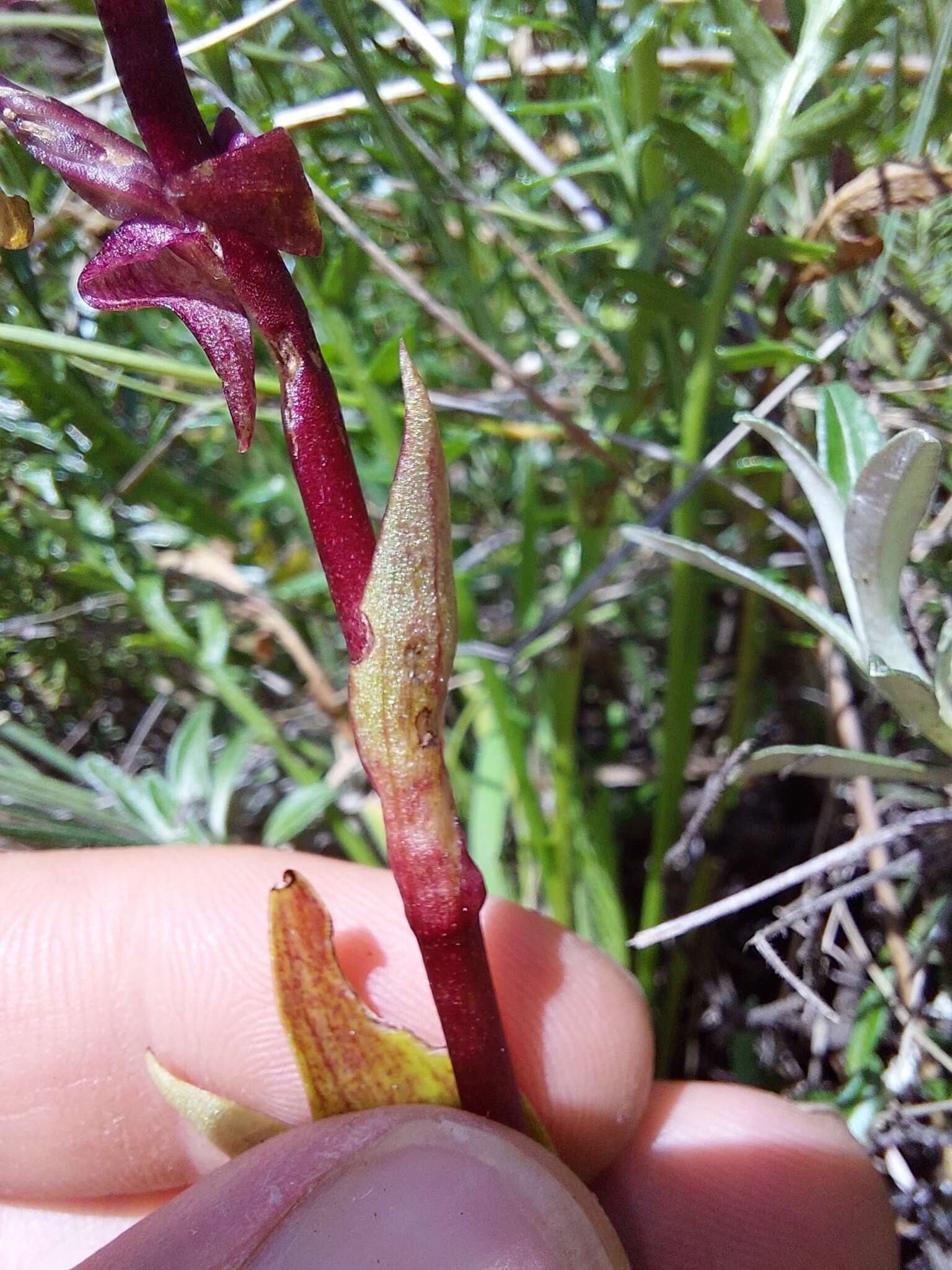 Pterygodium cooperi Rolfe resmi