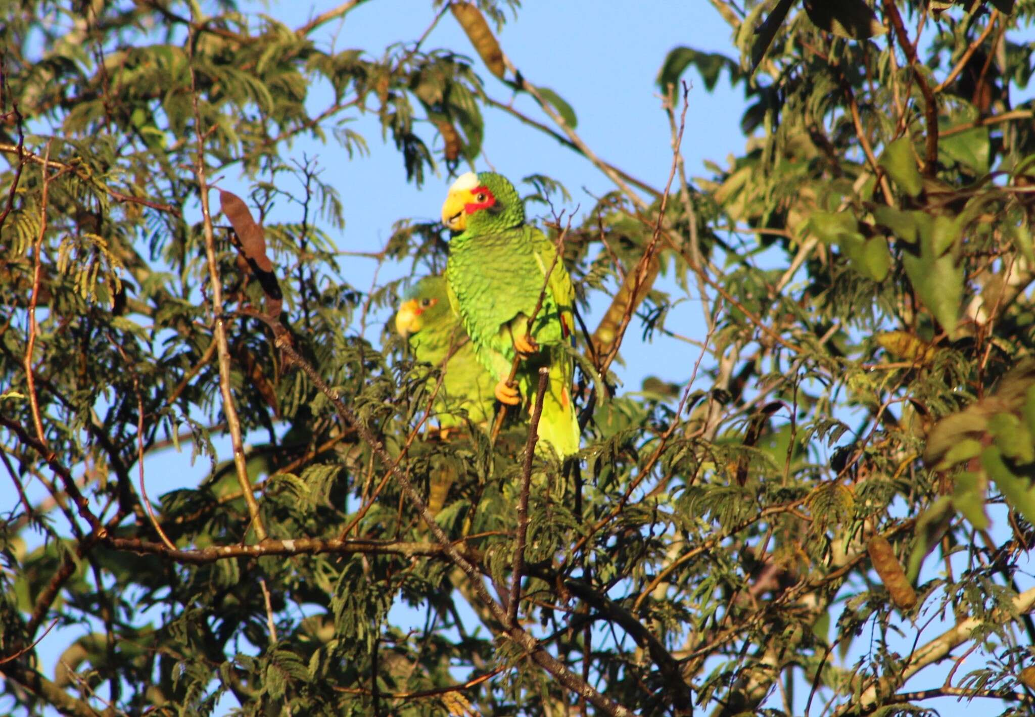 صورة Amazona xantholora (Gray & GR 1859)