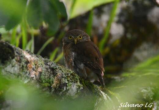 Image of Central American Pygmy Owl