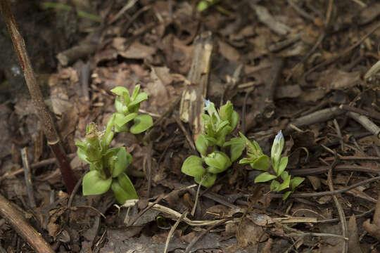 Image of Gentiana zollingeri Fawcett