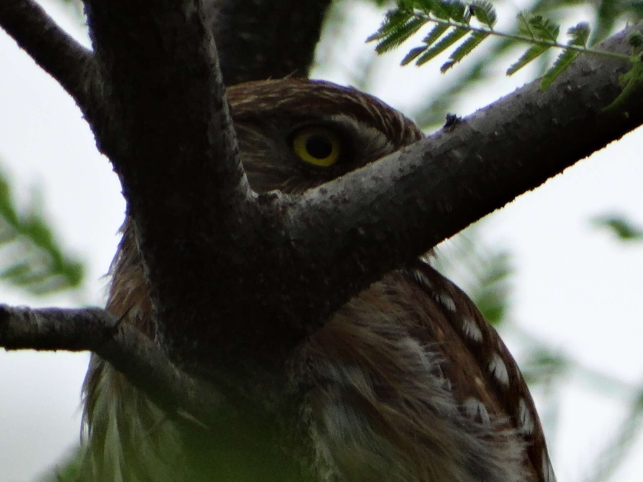 Image of Ferruginous Pygmy Owl