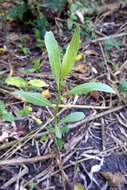 Plancia ëd Tessaria integrifolia Ruiz & Pav.