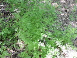 Image of hairyfruit chervil