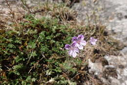 Sivun Erodium glandulosum (Cav.) Willd. kuva