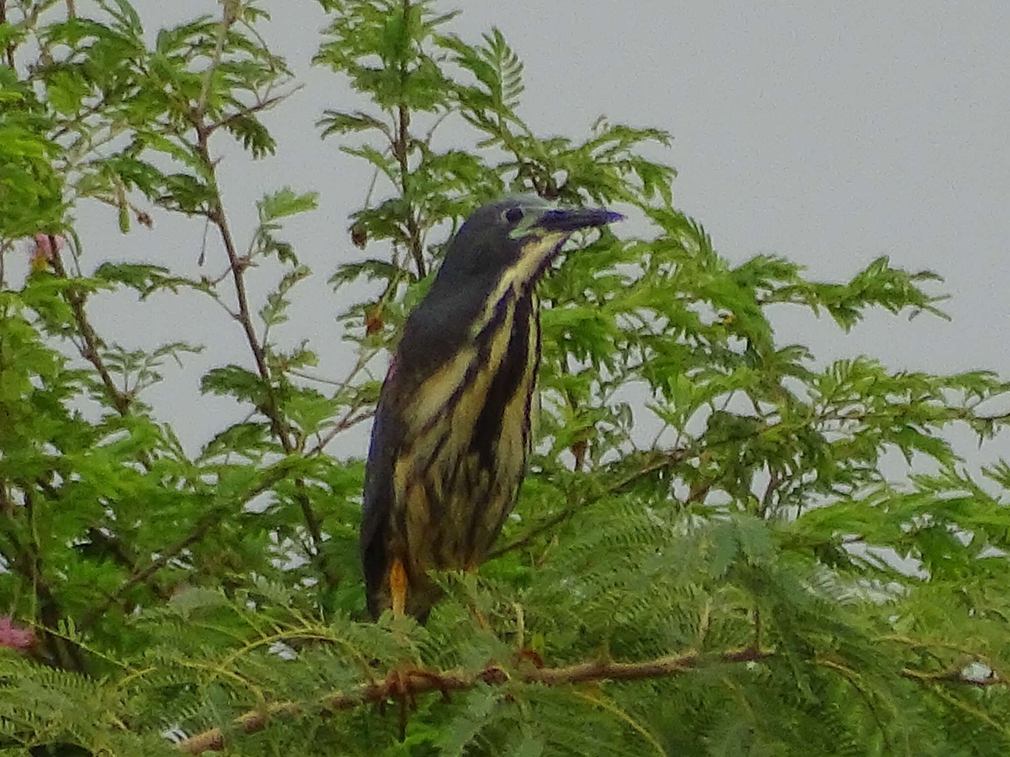 Image of Dwarf Bittern